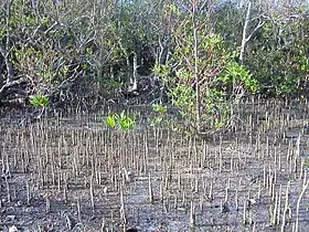 干潟から棘状に呼吸根が突き出している。西表島