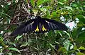 Troides minos  Southern Birdwing