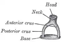 ヒトのアブミ骨
* Head：アブミ骨頭
* Neck：アブミ骨頚
* Anterior crus：前脚
* Posterior crus：後脚
* Base：アブミ骨底