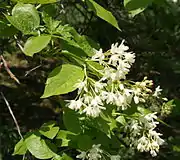 Staphylea colchica