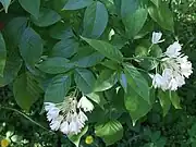 Staphylea trifolia