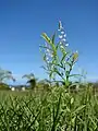 コバナヒメハギPolygala paniculata