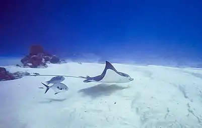 メキシコの白砂の海底