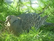 キジバトStreptopelia orientalis