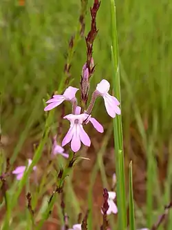 ストリガ属 Striga bilabiata