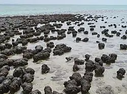 Stromatolites growing in Hamelin Pool Marine Nature Reserve, Shark Bay in Western Australia.