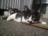 寝そべり日光浴をする野良の仔猫。猫はビタミンDの合成のために紫外線を要するといわれる。鳥類や毛皮を持つ哺乳類においては、皮膚から毛皮や羽根に皮脂を分泌し毛づくろいすることによって口からビタミンDを摂取しているとの説がある。