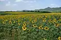 まんのう町中山地区201608の風景