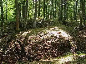 カルパティア山脈のブナ原生林