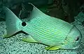 イレズミフエダイ Symphorichthys spilurus