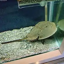 カブトガニTachypleus tridentatus