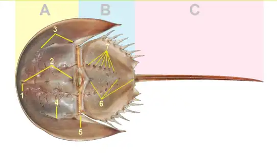 カブトガニ類の前体（A）、後体（B）、尾節（C）、中眼（1）と側眼（4）