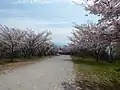 下宮の桜ロード