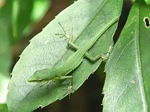 サキシマカナヘビ