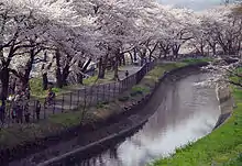 緑あふれる玉川上水緑道から小金井公園へのみち