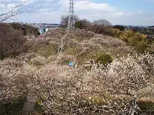 春の田浦梅林