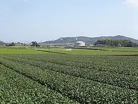 有明町野神の県道沿いに広がる茶畑