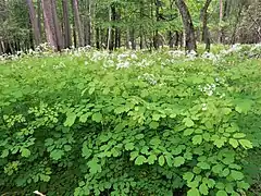 生育環境。林縁で群落になっている。