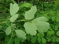 葉の裏面。裏面の葉脈が隆起する。