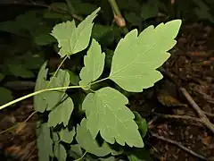 小葉の裏面。灰白色になる。