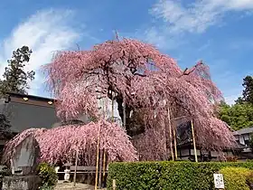 シダレザクラ（甲州市の慈雲寺）