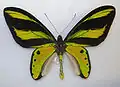 Ornithoptera tithonus  チトヌストリバネアゲハ♂