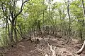 小津ルートの登山道