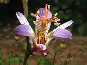 タイワンホトトギスTricyrtis formosana