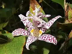 花は漏斗状鐘形に開き、内面に紫色の斑点が多く、下部に黄色の斑点がある。