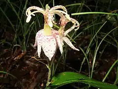 ヤマホトトギスTricyrtis macropoda