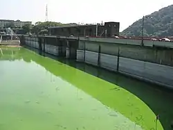 アオコが大発生して、湖水が黄緑色に染まった津久井湖