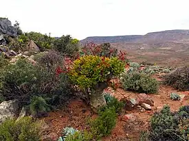 リフタスフェルトの文化的・植物的景観 - （2007年、文化遺産）