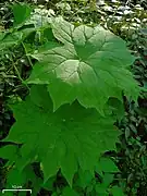 Diphylleia cymosaアメリカサンカヨウ