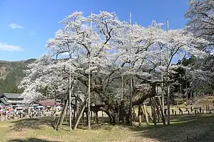 根尾谷・淡墨公園（岐阜県本巣市）