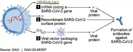 SARS-CoV-2タンパク質を形成して免疫反応を促すための3種類のワクチンを示す概念図。(1)RNAワクチン、(2)サブユニットワクチン、(3)ウイルスベクターワクチン