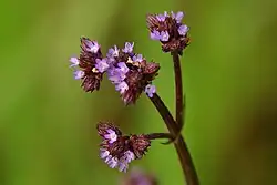 Verbena brasiliensis