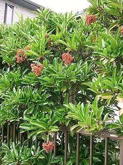 Viburnum odoratissimum var. awabuki