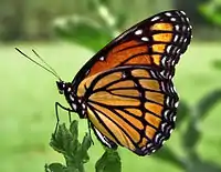 カバイロイチモンジ（Limenitis archippus）