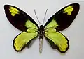 Ornithoptera victoriae  ビクトリアトリバネアゲハ♂