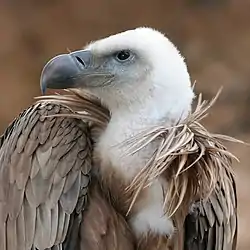 シロエリハゲワシのくちばし