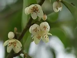 Cleyera japonica