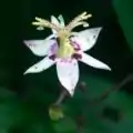 ヤマジノホトトギスの花Tricyrtis affinis