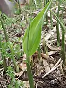 ミョウガの若芽 拡大